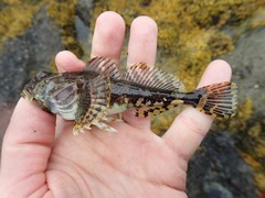 Myoxocephalus scorpius