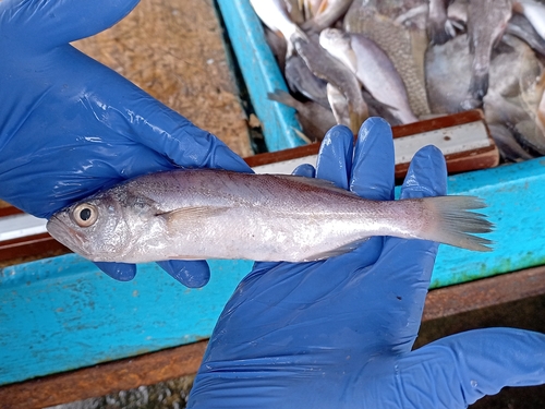Bigeye corvina (Isopisthus remifer) — Sciaenidae