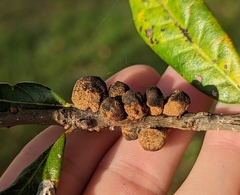 Disholcaspis quercusvirens