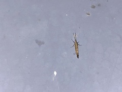 Plutella xylostella-australiana