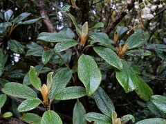 Brachyglottis elaeagnifolia