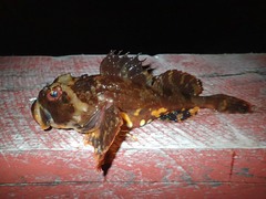 Myoxocephalus scorpius