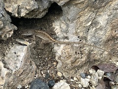 Anolis sagrei