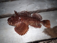 Hemitripterus americanus