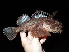 Hemitripterus americanus