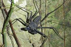 Paraphrynus laevifrons