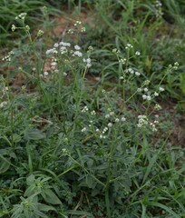 Florestina tripteris