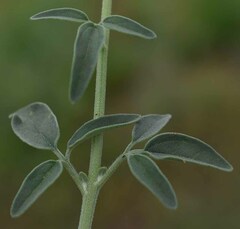Florestina tripteris