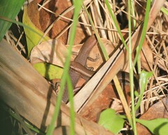 Lampropholis