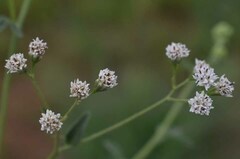 Florestina tripteris