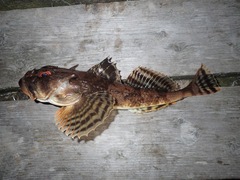 Myoxocephalus octodecemspinosus