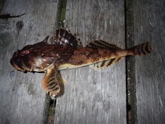 Myoxocephalus octodecemspinosus