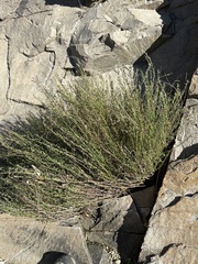 Lythrum californicum