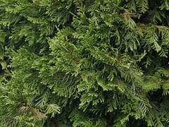 Libocedrus bidwillii