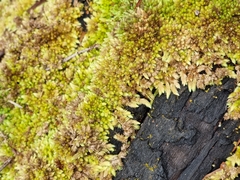 Racopilum cuspidigerum