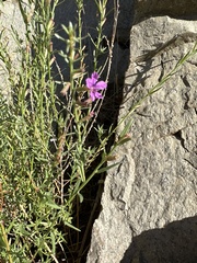 Lythrum californicum