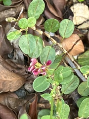 Alysicarpus vaginalis