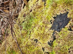 Racopilum cuspidigerum