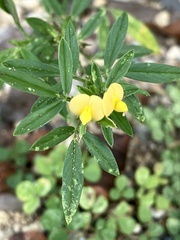 Stylosanthes