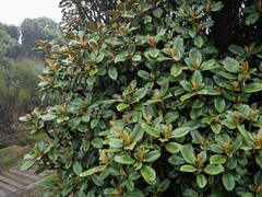 Brachyglottis elaeagnifolia