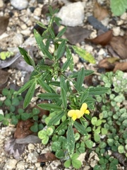 Stylosanthes