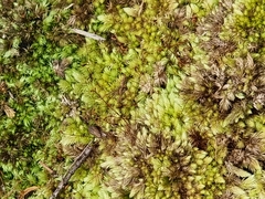 Racopilum cuspidigerum