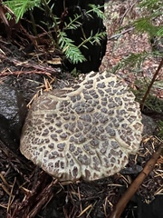 Xerocomellus diffractus