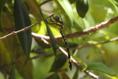 Parasynthemis regina