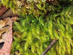 Pyrrhobryum spiniforme