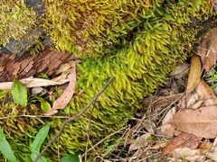 Pyrrhobryum spiniforme