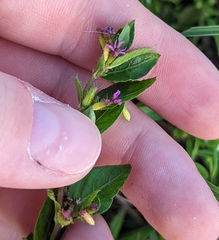 Cuphea carthagenensis