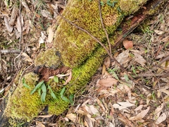 Pyrrhobryum spiniforme