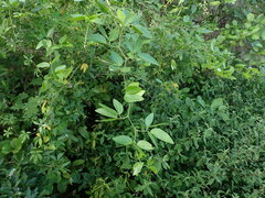 Pithecellobium dulce