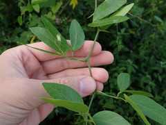 Pithecellobium dulce