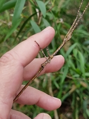 Anchiale austrotessulata