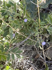 Evolvulus alsinoides