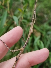 Anchiale austrotessulata