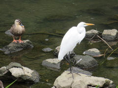 Ardea alba