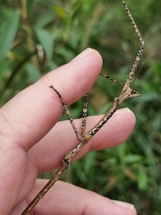 Anchiale austrotessulata