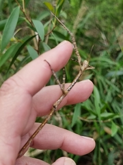 Anchiale austrotessulata