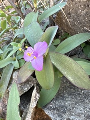 Tradescantia brevifolia
