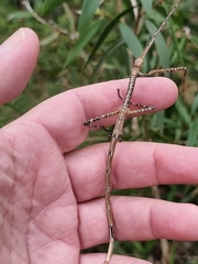 Anchiale austrotessulata