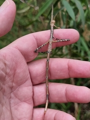 Anchiale austrotessulata