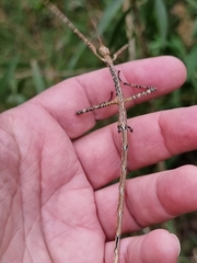 Anchiale austrotessulata