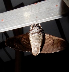 Psilogramma discistriga