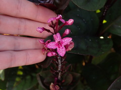 Pseuderanthemum carruthersii