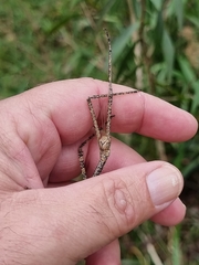 Anchiale austrotessulata