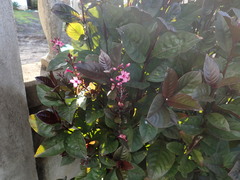 Pseuderanthemum carruthersii