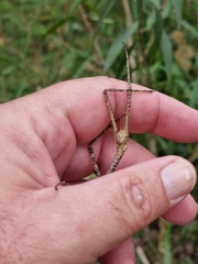 Anchiale austrotessulata