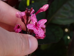 Pseuderanthemum carruthersii